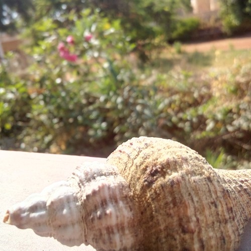 هشام الجخ خمسة الصبح
