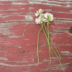 someday you'll be better/ rough draft/ first take.