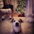 Artwork for Wonderful World of Kim Shattuck Holiday Podcast 2015