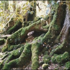 Site Improvisation: Nicola Morton, Matt Earle, Michael Donnelly