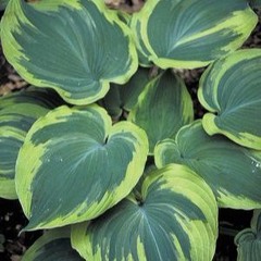 hosta
