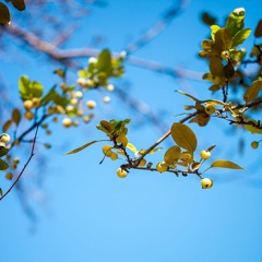Con Đường Bình Phàm - Phác Thụ