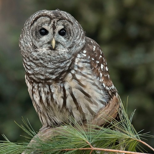 barred owls interacting monkey calls berk co wv 5 30 barred owls interacting monkey calls berk co wv 5 30