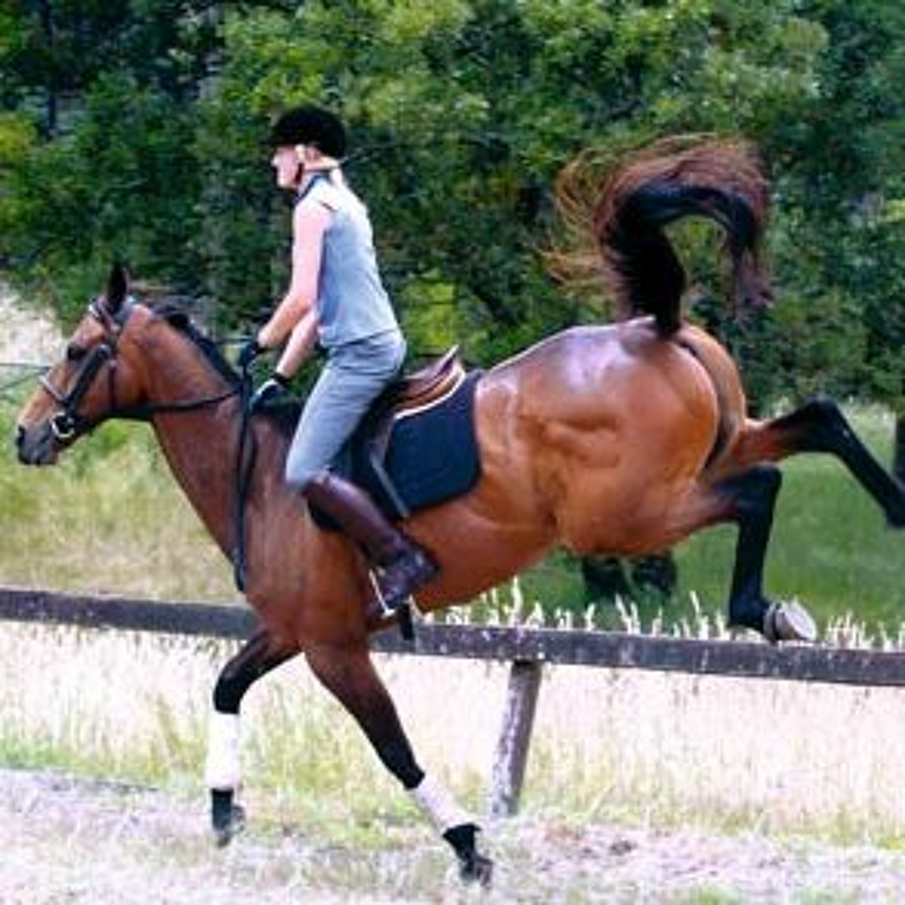 023 Life With Horses - Why did my horse just buck me off?