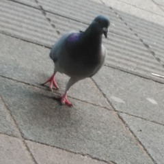 Голуби для тебя ♥