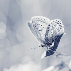 A butterfly in winter, instrumental version