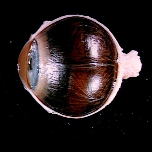 Stream Silly Eye Color Generalizations (Regina Spektor Cover) by Sarah ...