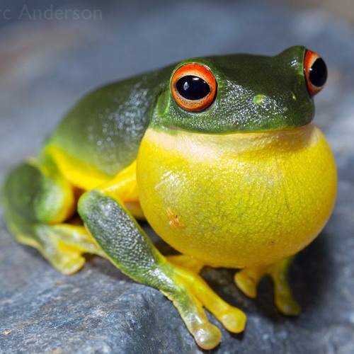 Frog Chorus at Chandlers Creek, NSW, Australia by Nature Soundmap