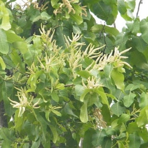 chiuri