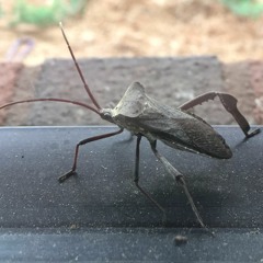 Future Face - 7 - 22, 22, 21 (need a better title)