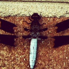 Bajj Ft. Eddie McAndrew