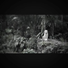 Jungle