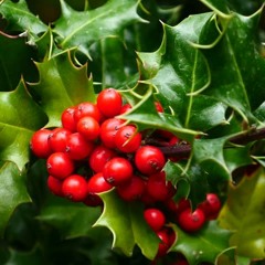 The Holly and the Ivy