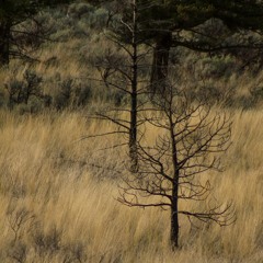 Butterfly Canyon