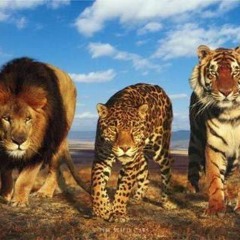 Rustie - Big Catzz (Porter Robinson Edit)Live