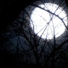 Moon Through The Trees