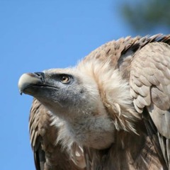 Schnörgl Attahk - 05 - El Ruotuav Ed Sram