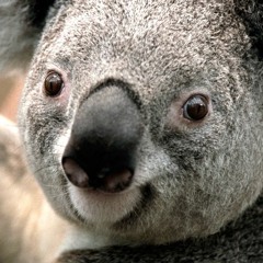 a field recording put through sausage fattener