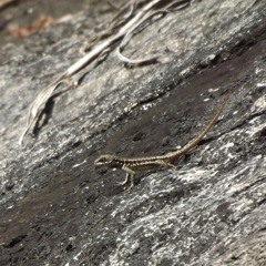 03 - Voz de Cong�i