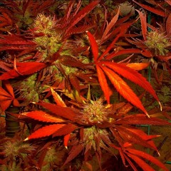 CHRIS GAMEZ & KAYE VON - UDontWantIt (Prod. MjNichols)