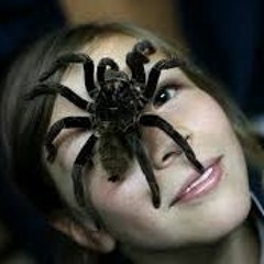 TRIPINSTUMBLE - Arachnafobia (Bruno RmX)