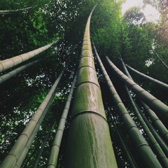 noise of bamboo