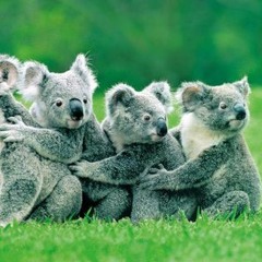 Koala Steppa