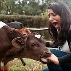 The Cow Song (Mountain Goats cover)