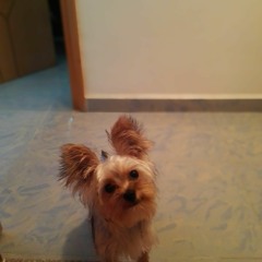 面具 （Cover by Hin & Damon)