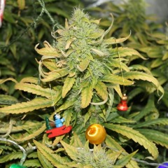 Christmas Treez