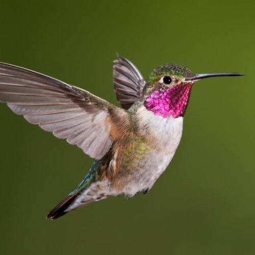 Stream Beija Flor Live Leipzig By Lulu Mischka Listen Online For Free On Soundcloud