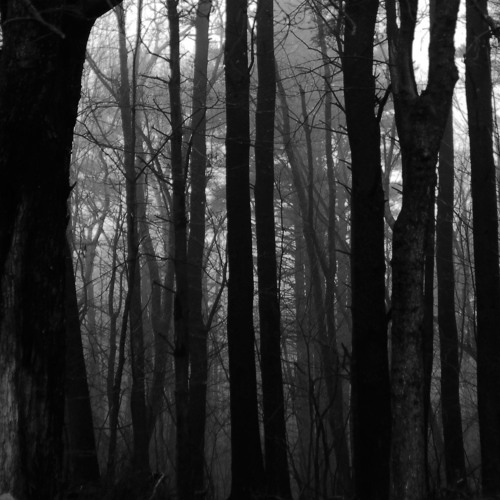 Dark Forest