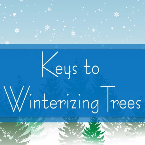 Keys to Winterizing Trees by Trees Are Key Free Listening on SoundCloud