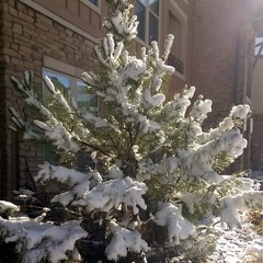 Silver White Christmas Bells Time Is Here