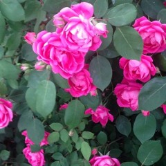 AMY Produced by July Quin