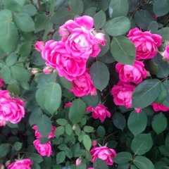 Try - Produced by and featuring July Quin