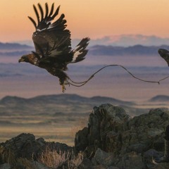 طلوا الصيادي