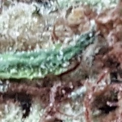 Lil wayne Stage on fire remix xnickystack