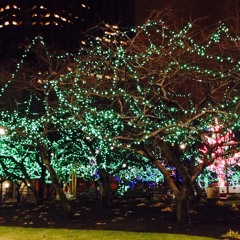 12 Lo, How A Rose E'er Blooming