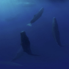 Sperm whales codas /creaks