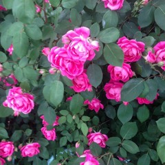 Follow The Leader Produced By Devi8or Irs