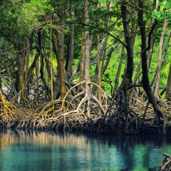 Mangrove - When Fate Comes