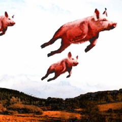 flying pig