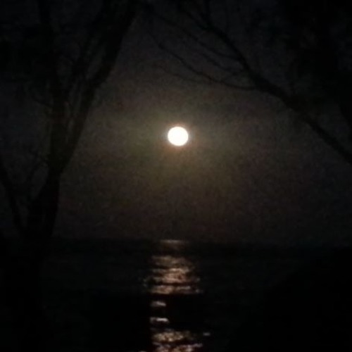 Van Morrison - Moondance