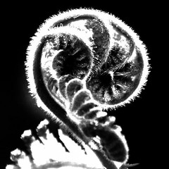 Out of seeds that echo the winter's breath I will spring