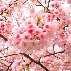 Rin' - Sakura Sakura