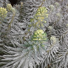 Winter Solstice Frost Elder