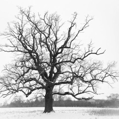 Nostalgia (Memories Of The Old World)