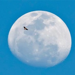 Hawks=on=a=Moon