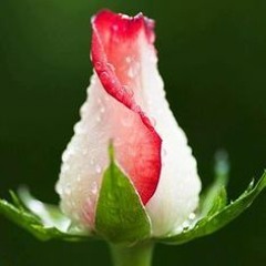 ~ ROSEBUD ~ In memory of Jacki Hart ~ Demelia Denton/Katie Morgan/Brian Clayton